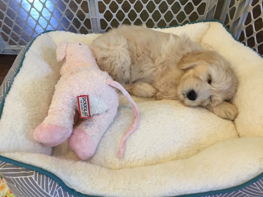 Winnie and Basil's puppies are home Australian Labradoodle puppies available now Oregon Salem Portland Seattle
