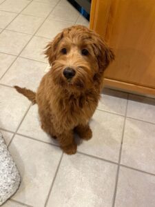 Testimonials about our labradoodle puppies