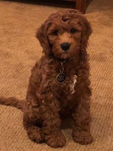 Oregon labradoodle puppies