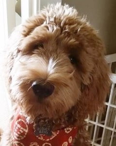 Labradoodle standard puppies available in Oregon in red, apricot, caramel, chocolate, black and cream.