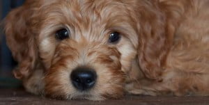 Labradoodle, standard, puppies, Oregon, Washington, mini, medium, apricot, black, caramel, chocolate, cream, red Australian breeder pups