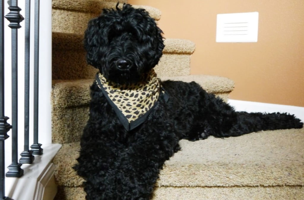Black labradoodles puppies standard Oregon Seattle Porland