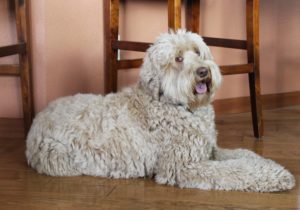 https://new.valleyvineyardlabradoodles.com/blogroll/