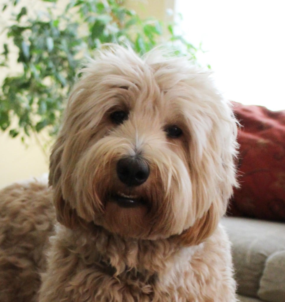 Valley Vineyard's Winnie has retired, thank you Winnie Belle for being such a great dog and mama! Labradoodle puppies available now medium standard Oregon Washington