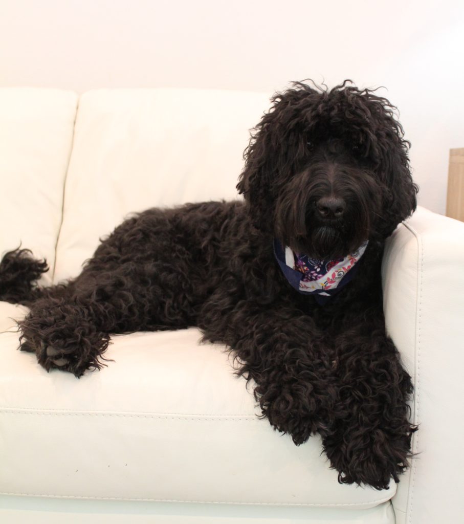 Gracie has retired black labradoodles standard size