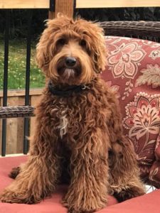 labradoodle puppies black standard Oregon Seattle Beaverton