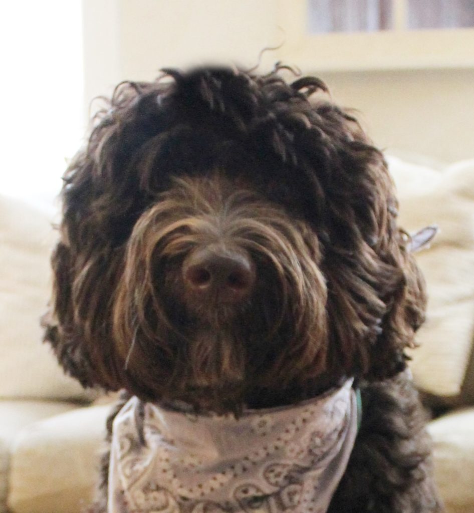 Lizzy, our largest and chocolatiest Doodle is now retired Lizzie Headshot 946x1024