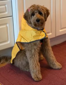 Lilly In Raincoat 232x300