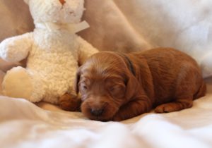 standard size labradoodle puppies Oregon Portland Salem Sherwood