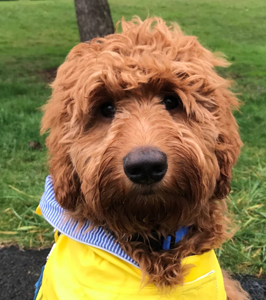Oregon Labradoodle breeders Portland puppies