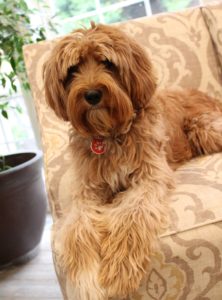 Washington best Australiian labradoodle breeder