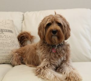 Valley Vineyard's Annie Ruby has retired Oregon red Australian Labradoodles