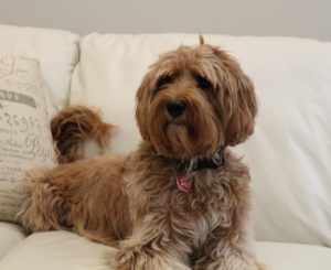 Pacific Northwest best labradoodle puppies best breeder Oregon