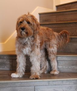 Valley Vineyard's Annie Ruby has retired Annie Ruby 2019 Steps 2 254x300