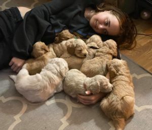 Valley Vineyard's Roo has retired Christmas puppies available