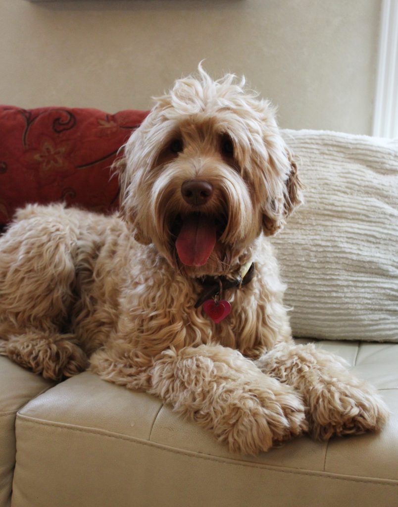 Valley Vineyard's Hazel has retired Hazel Laying 2 804x1024