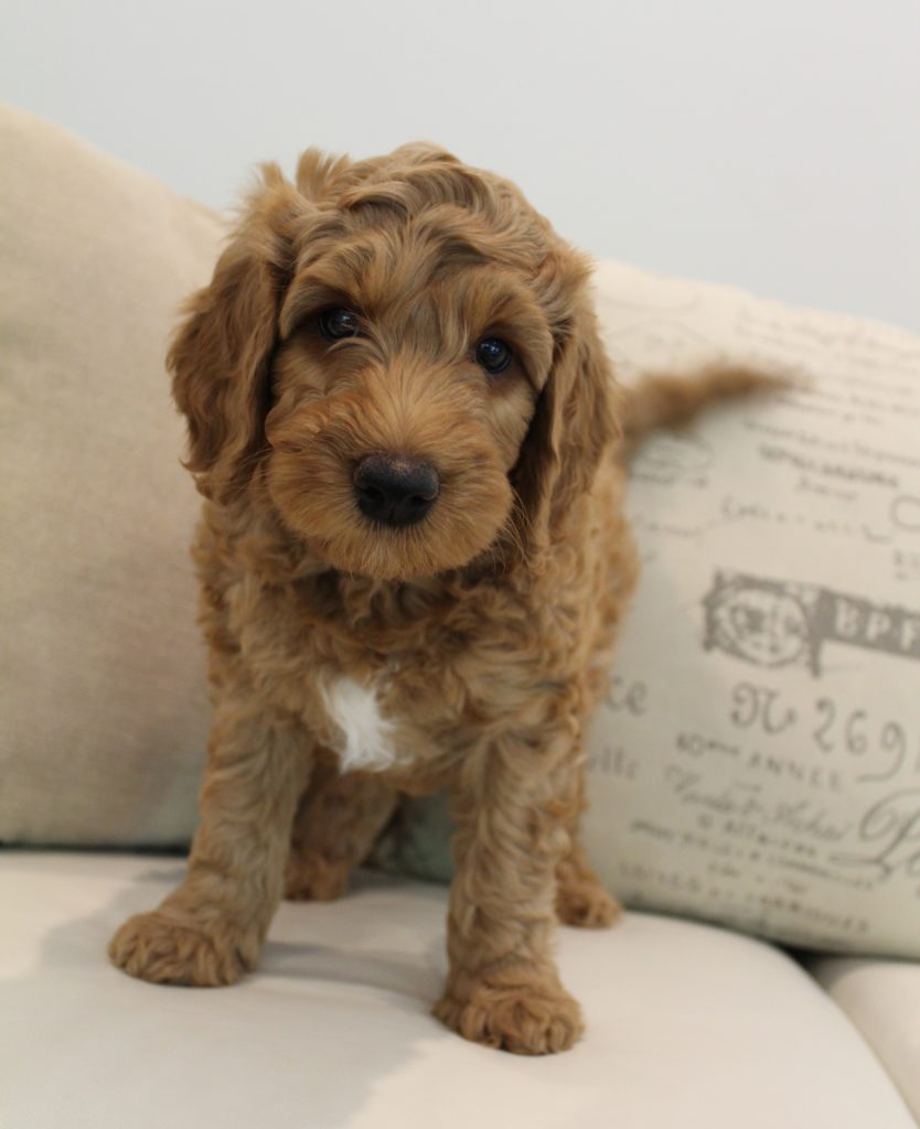 Katie and Gunner's puppies are home! Eight Weeks Grover Standing 834x1024