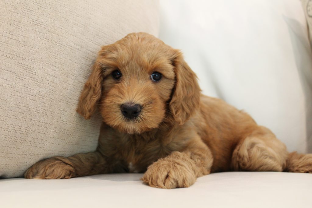 Lilly and Gunner's puppies are home Seven Weeks Abloom Laying 1024x683