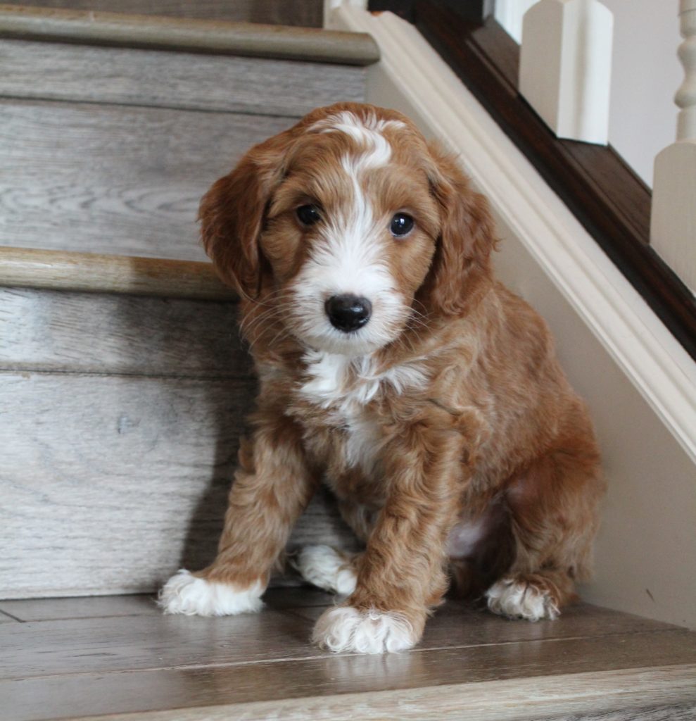 Annie Ruby and Gunner's pups are with their forever families standard labradoodle puppy breeders Salem Oregon Seattle