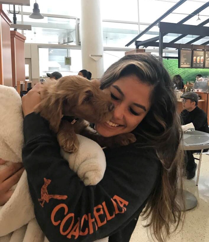 Bella and Gunner's puppies are home Oregon labradoodle breeders