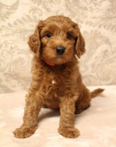 Black standard Labradoodles Oregon Washington