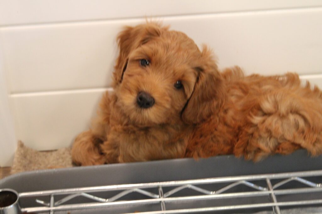 Emma and Barkley's 2021 "E" Litter is home Seven Weeks Litter 8 1024x683