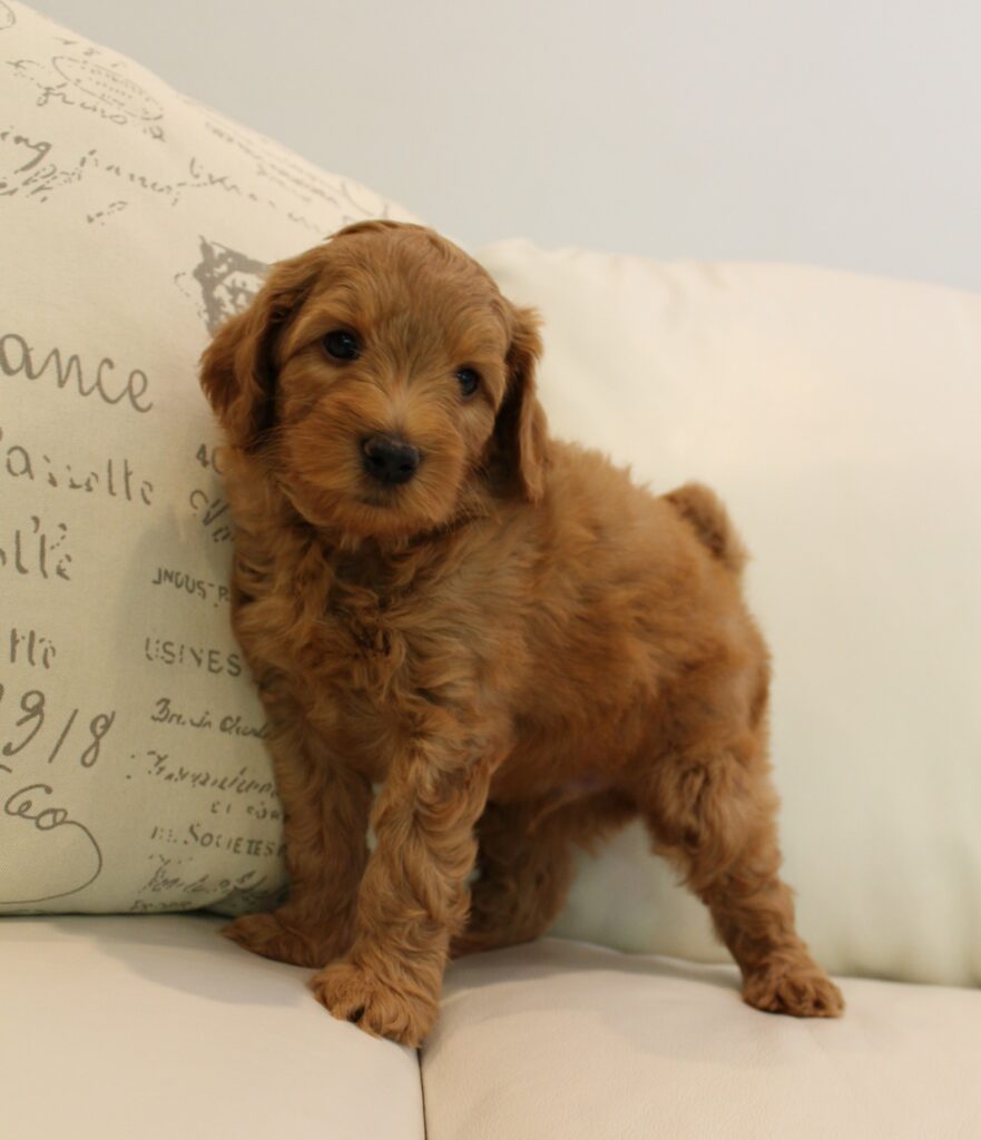 Piper and Gunner's puppies are home Seven Weeks Patrick 2 1 881x1024