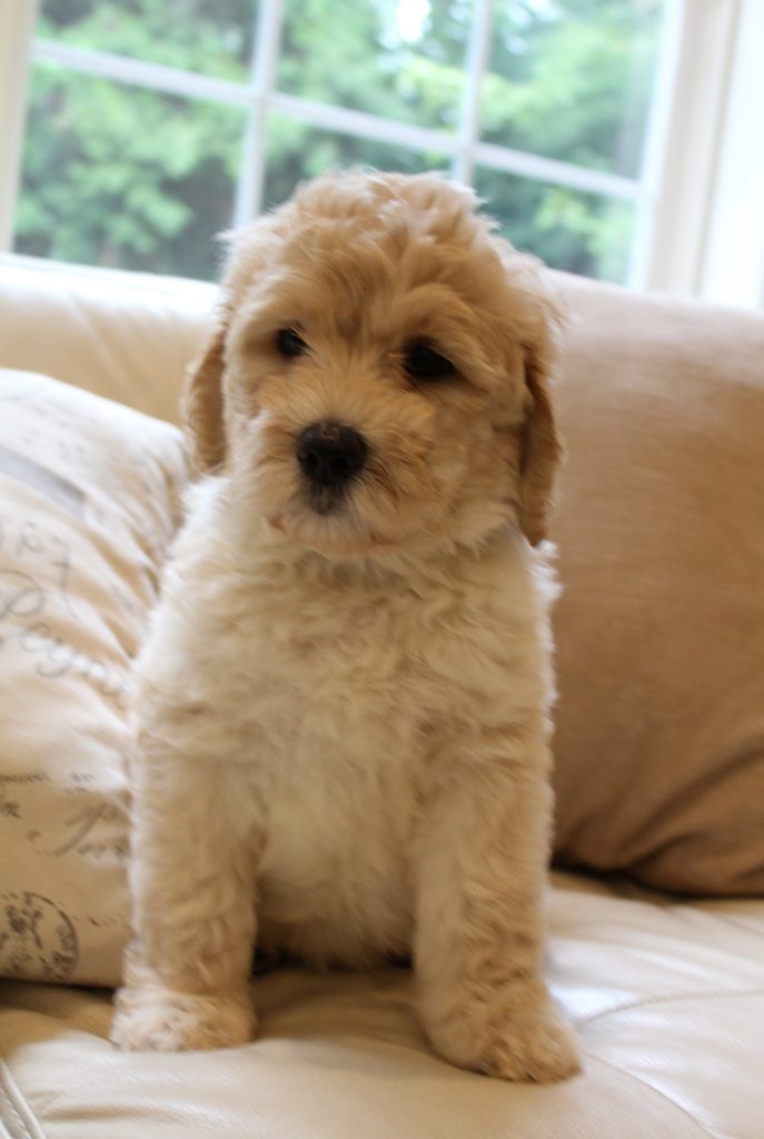 Winnie and Basil's pups are home Seven Weeks Willow 687x1024
