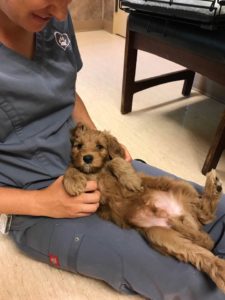 Valley Vineyard Oregon Labradoodles puppies 