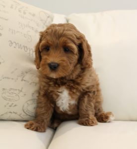 best Oregon labradoodle breeder