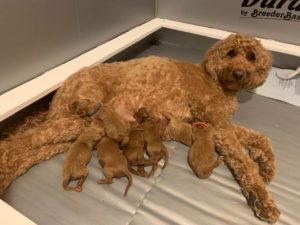 LItter With Bella 300x225
