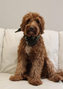 Gunner Dec 2019 Sitting 214x300