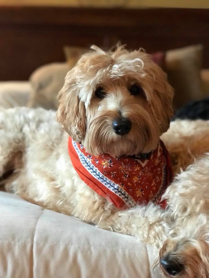 Valley Vineyard's Piper is now retired Piper Nov2017