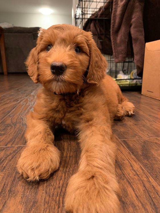 Cider Oakley At Home 1