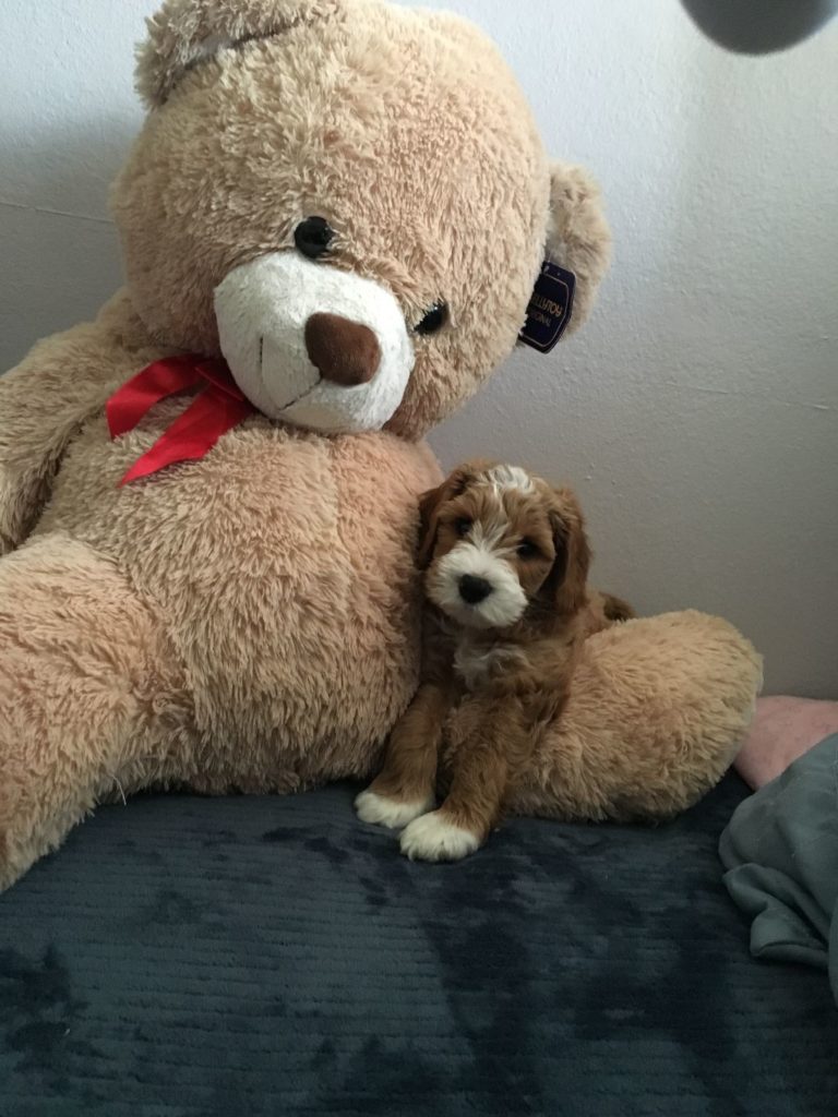 Joey At Home With Priscilla 768x1024
