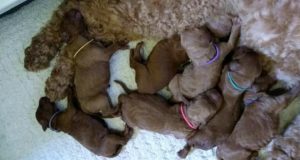 Litter Day One 1 300x160