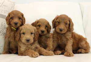 Six Weeks Tula Tori Tilly Trina 1 300x204