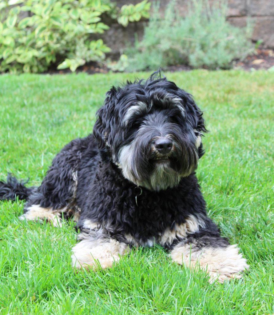 Our stud Bear has retired Bear Outside Best 1 891x1024