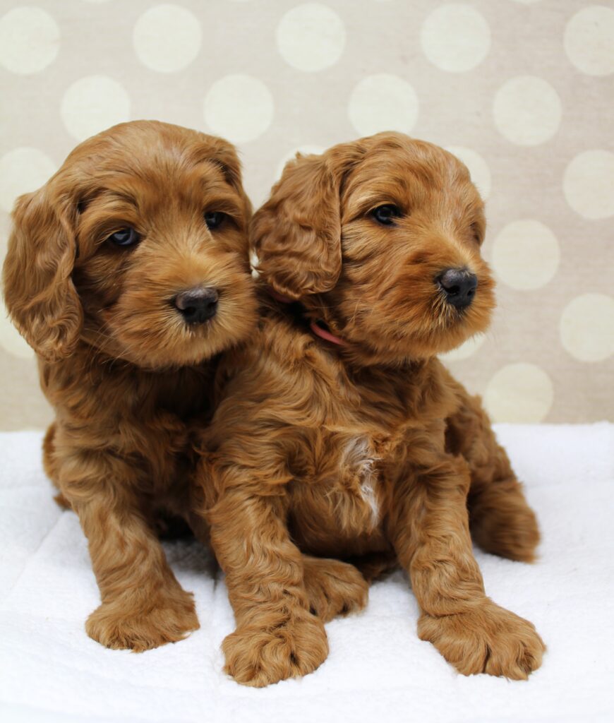 Five Weeks Jack And Jill 2 870x1024