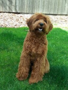 Cora 9 Mos Old 226x300