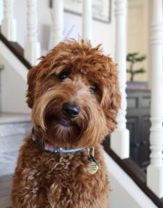 Our mini mama Stella has retired