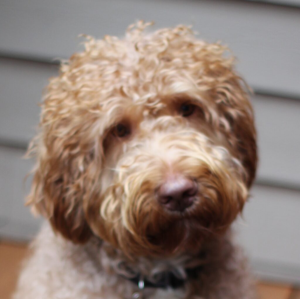 Labradoodledoo's McCoy (Leo the Lion) has retired McCoy Leo Headshot 1024x1020