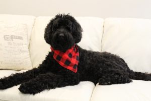 black labradoodles Portland Oregon Salem Sherwood Tigard