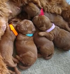Litter First Day