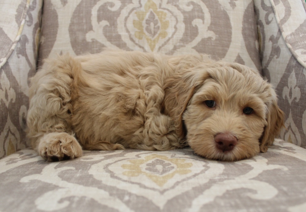 Seven Weeks Sarah Laying