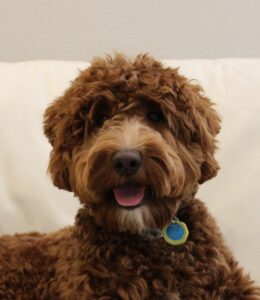 Eli Headshot 260x300