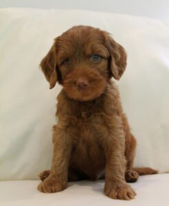 Seven Weeks Scoop 2 246x300