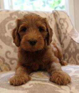 Oregon Puppy Culture labradoodles