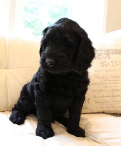 Seven Weeks Nestle 2 247x300