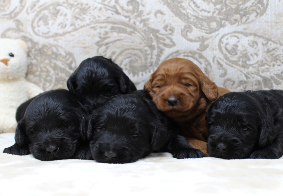 Standard black labradoodles